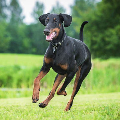 Doberman Pinscher Feeding Guide | Dog Feeding Guide | Prodog Raw