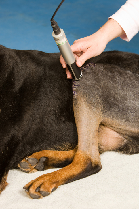 The Importance Of Treating Your Dog'S Acl Tear