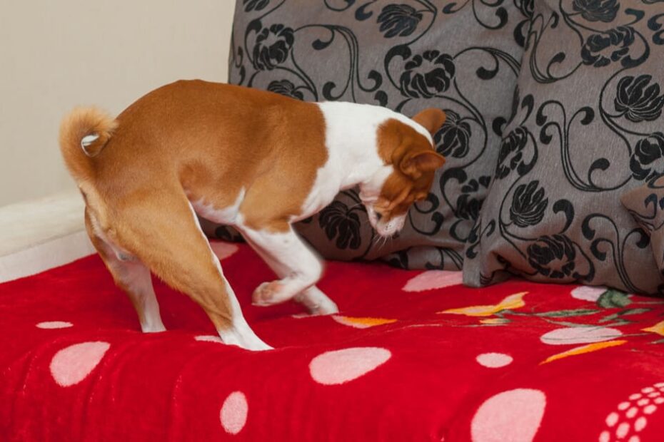 Why Does My Dog Dig In My Bed? – Furtropolis