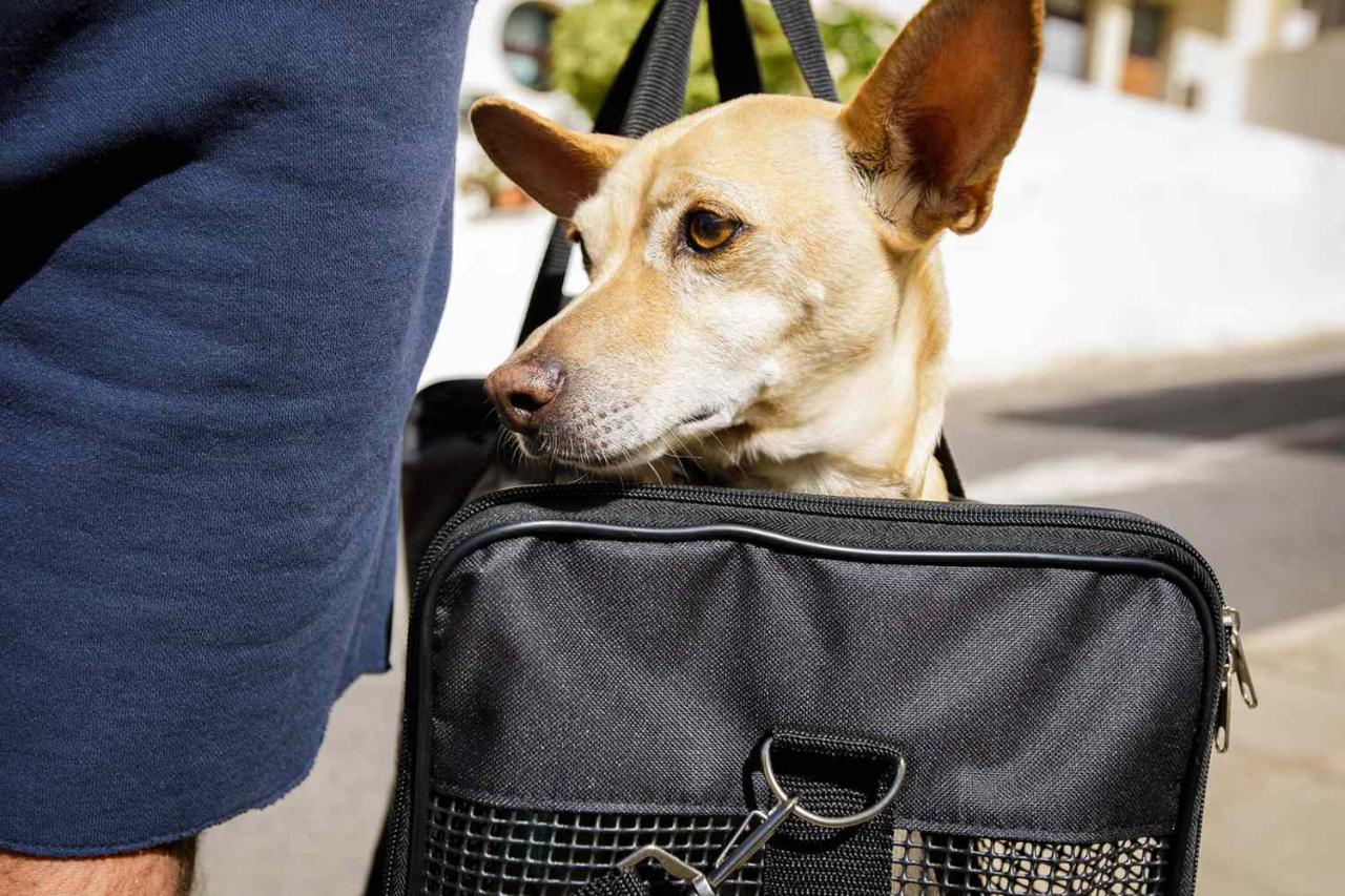 How Much Does It Cost To Fly A Dog On A Plane?