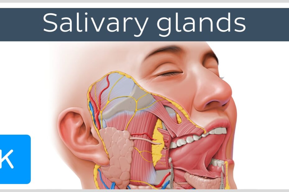 Salivary Glands: Overview, Anatomy, Clinical Aspects | Kenhub