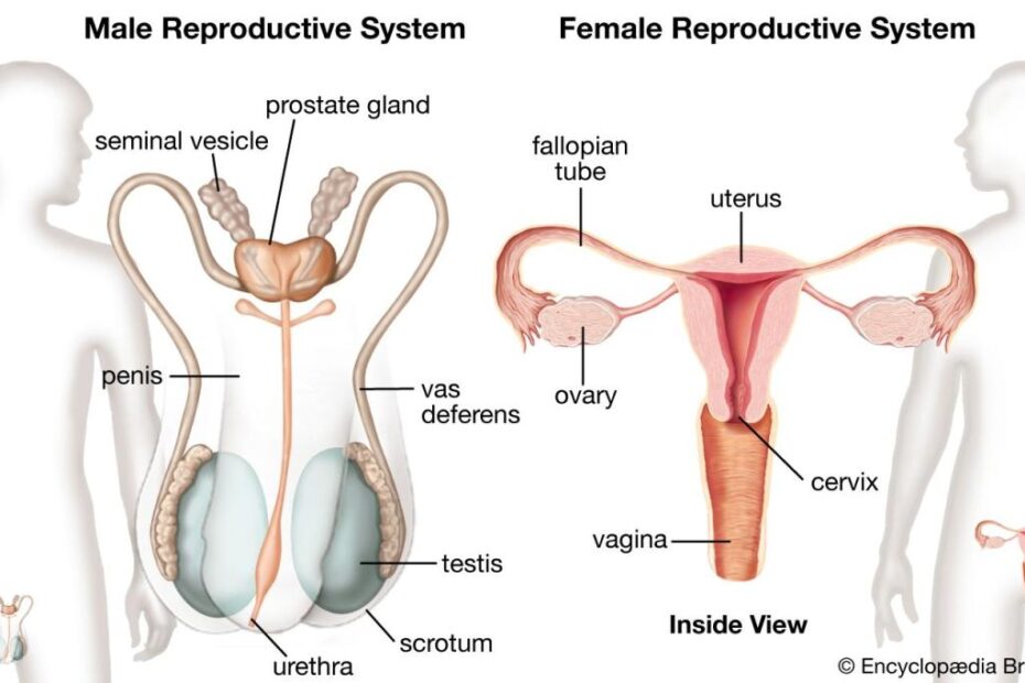 Human Reproductive System | Definition, Diagram & Facts | Britannica