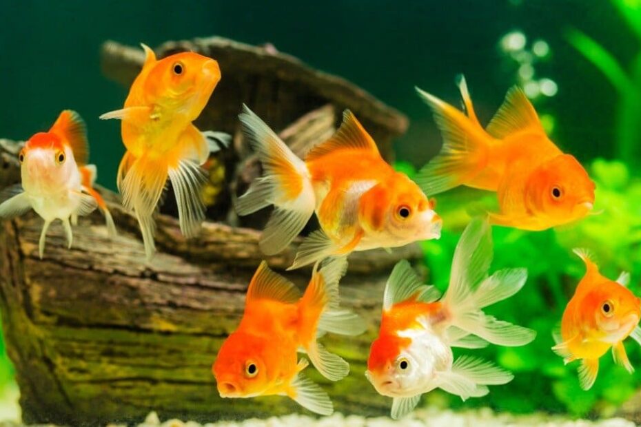 Goldfish Lifespan: How Long Do Goldfish Live? - Az Animals