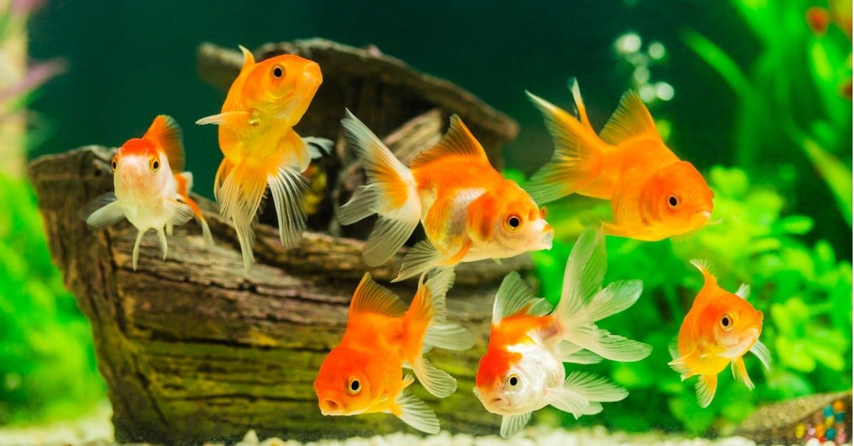 Goldfish Lifespan: How Long Do Goldfish Live? - Az Animals