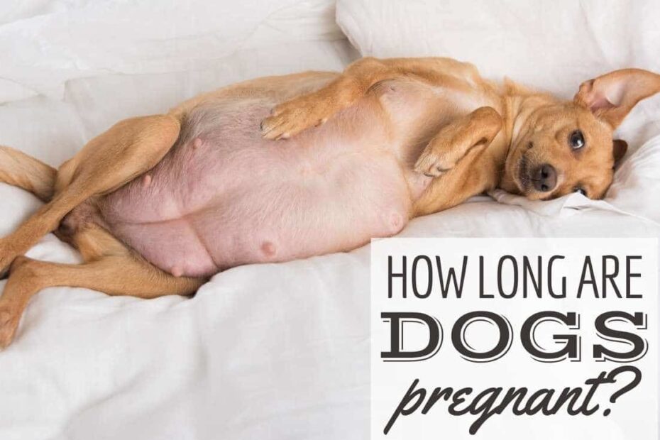 How Long Are Dogs Pregnant? Timeline, Symptoms & Expectations