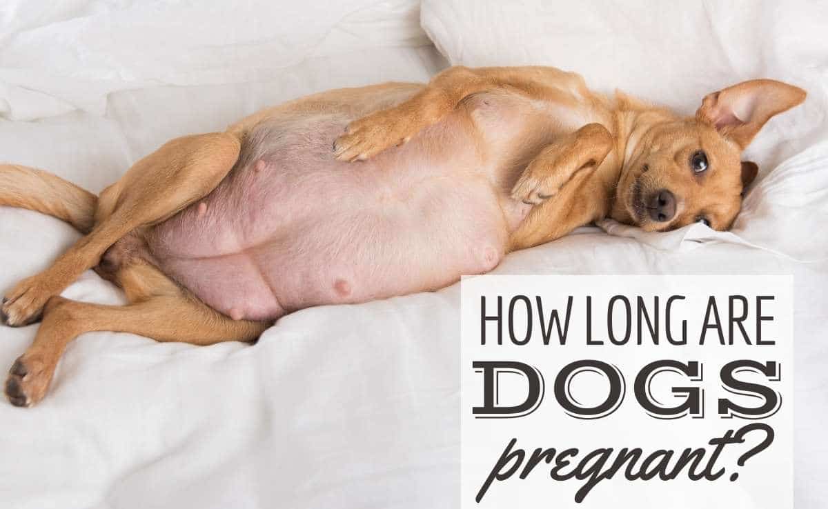 How Long Are Dogs Pregnant? Timeline, Symptoms & Expectations