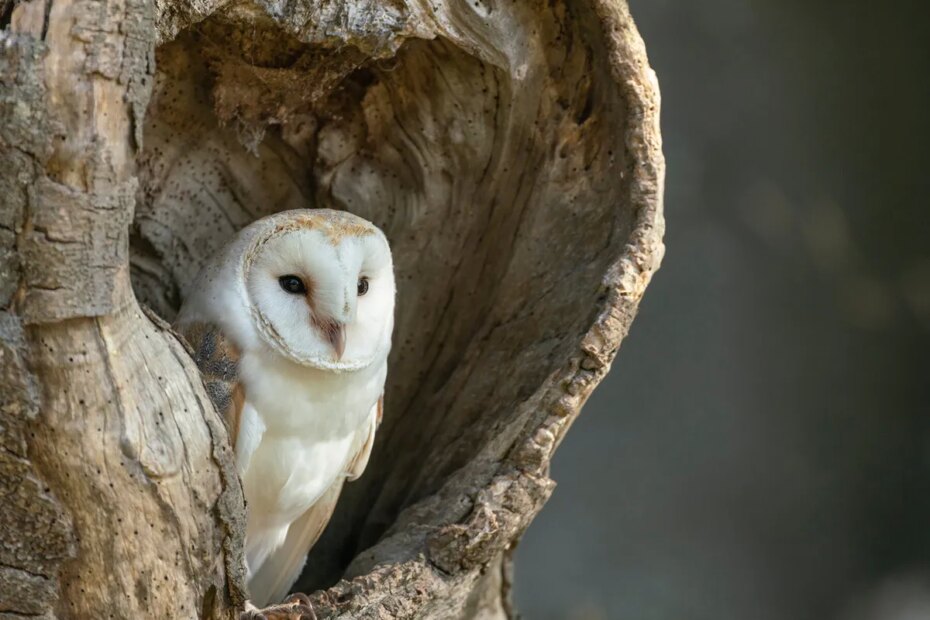 How Long Do Barn Owls Live? (Complete Guide) | Birdfact