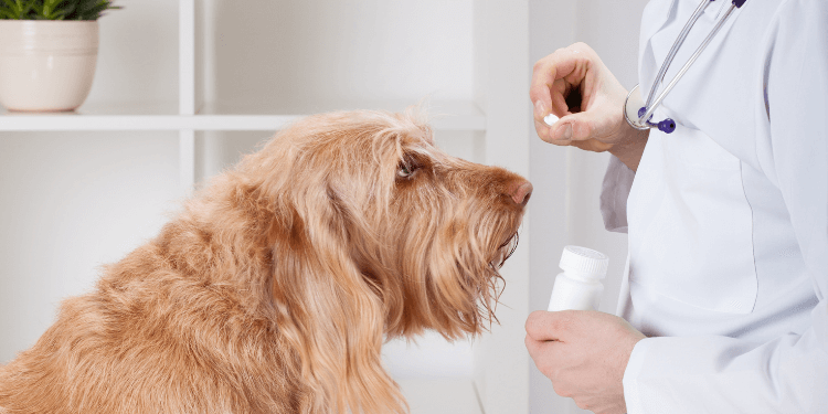 Giving Medications To Your Dog: A How-To Guide | Topdog Health