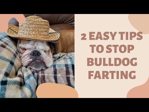 ▷ Why Do French Bulldogs Fart Smell So Bad? - Lovingfrenchbulldogs.Com