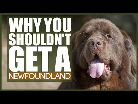 5 Reasons You SHOULD NOT GET A NEWFOUNDLAND!