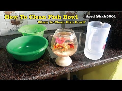 How To Clean A Fish Bowl - How To Change Water In Bowl सफाई कैसे करें  Fishbowl - Youtube