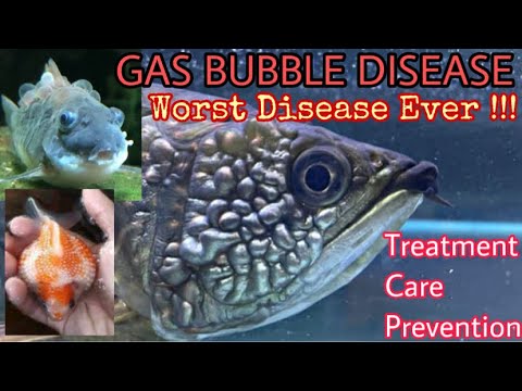 Gas Bubble Disease In Fish || Common Aquarium Fish Diseases - Youtube