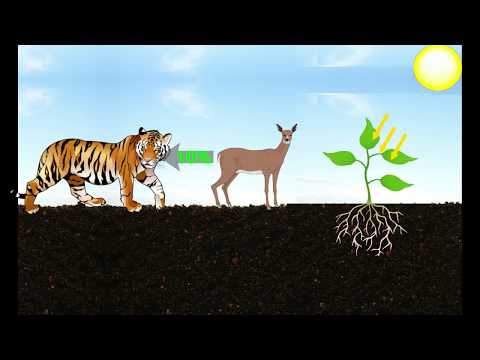 How does energy from Sun get transferred / distributed to all the living organisms?