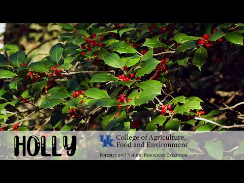 Tree of the Week: American Holly