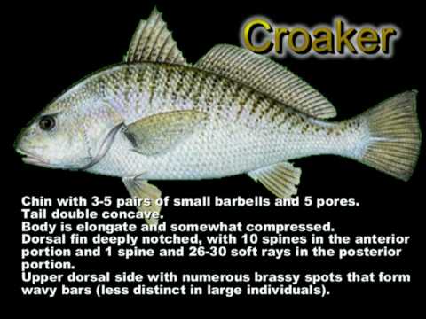 Spot Or Croaker? - Youtube