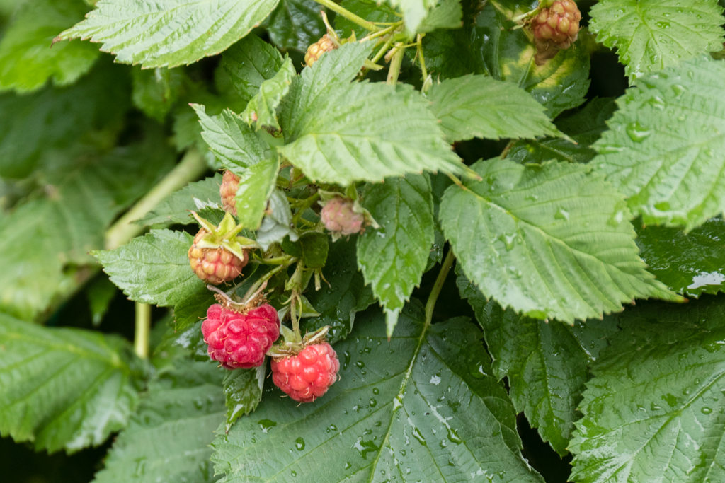 How To Grow, Prune And Propagate Raspberries – Deep Green Permaculture