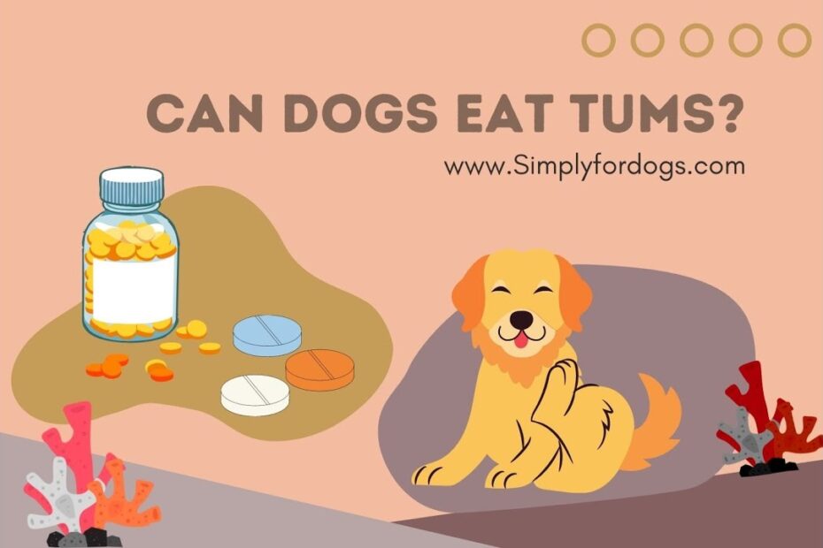 Can Dogs Eat Tums? - Youtube