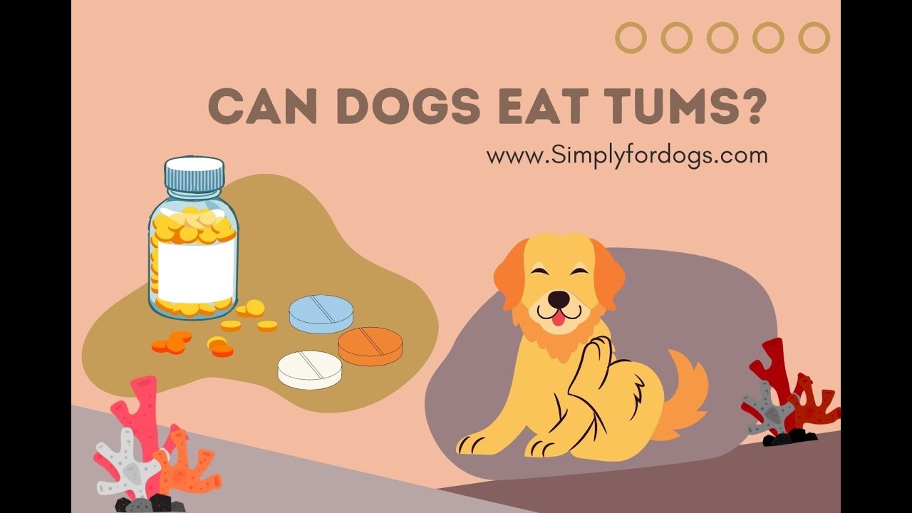 Can Dogs Eat Tums? - Youtube