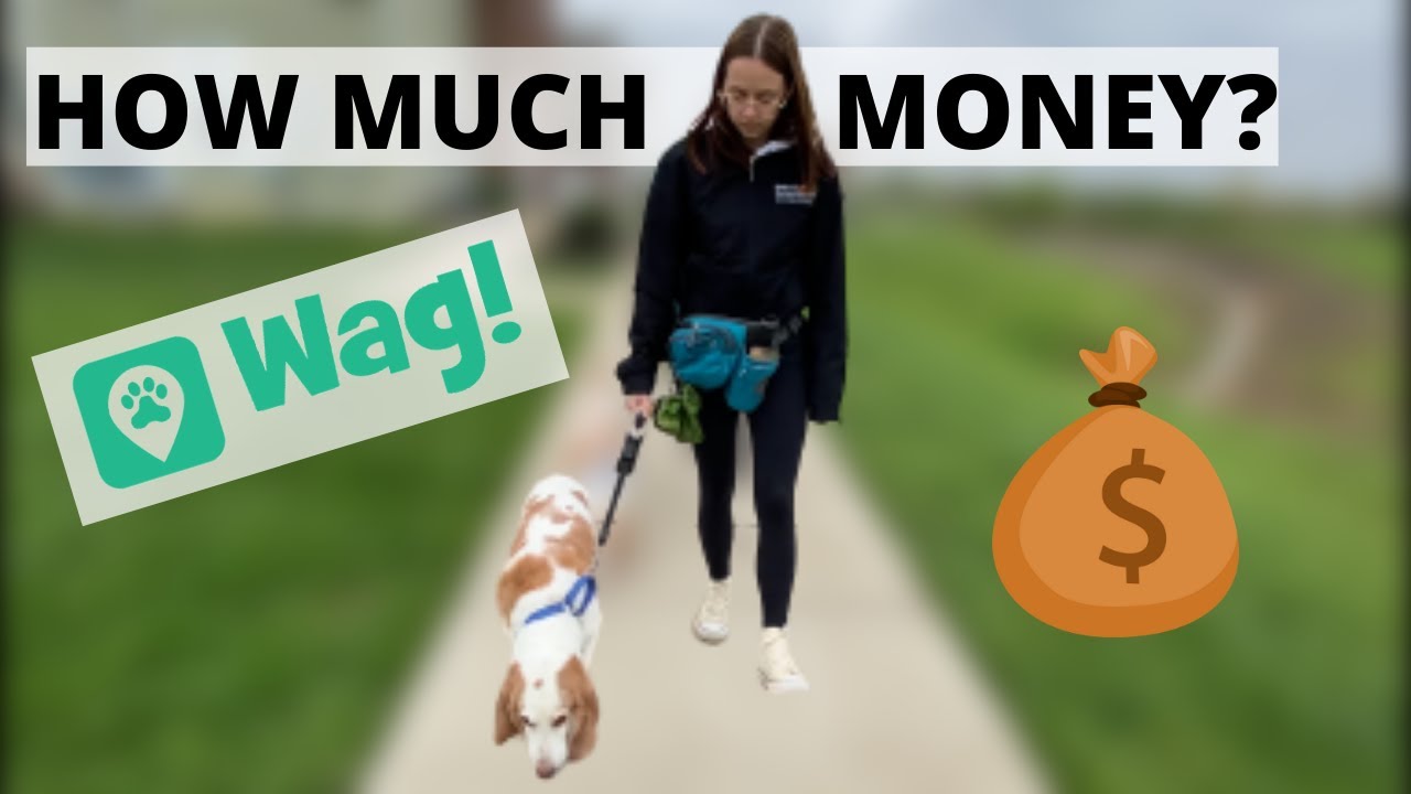 How Much I Make As A Dog Walker Using Wag And More! - Youtube