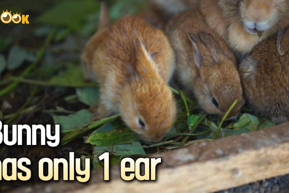 Adorable Baby Bunny Only Has One Ear - Youtube