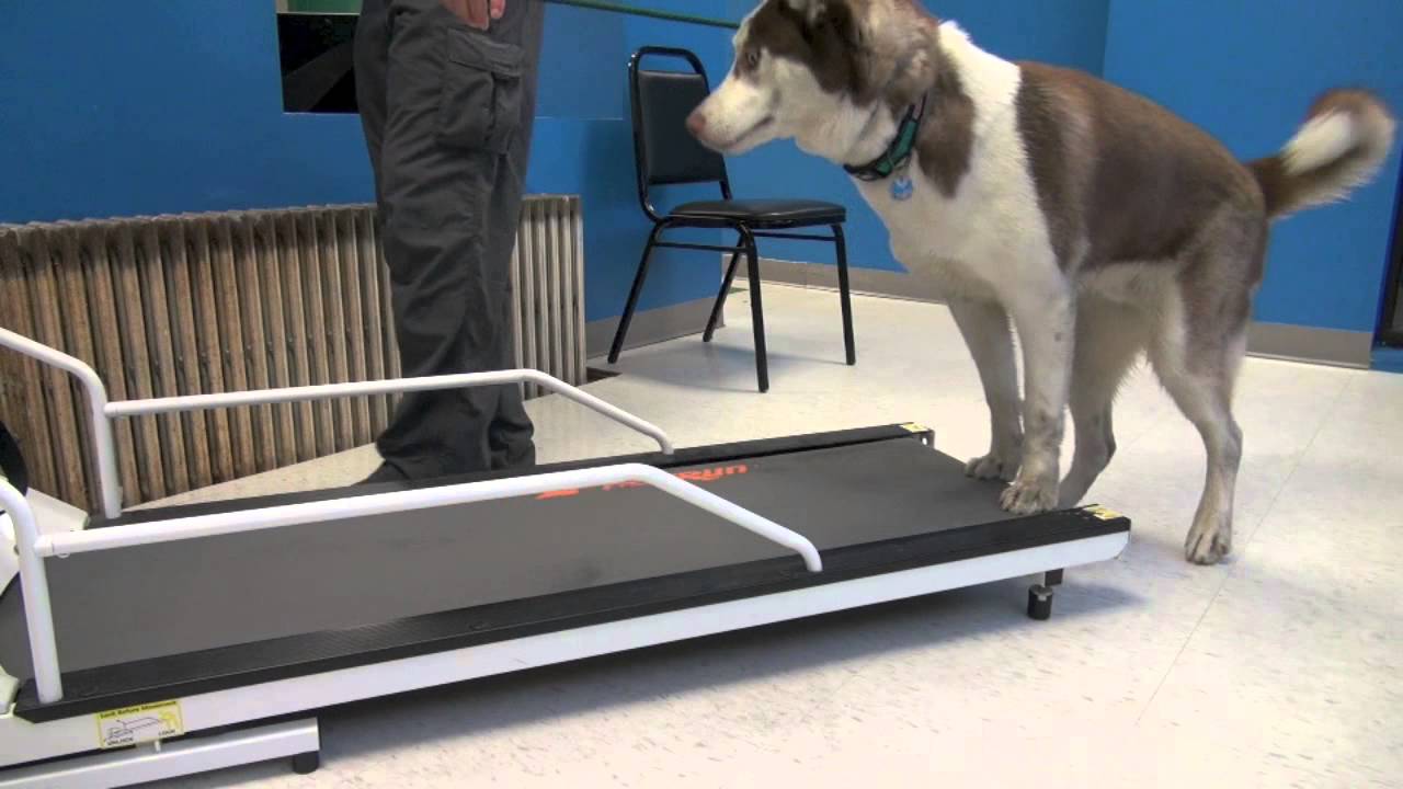 How To Train A Dog To Walk Or Run On A Treadmill | Tyler Muto Dogmanship -  Youtube