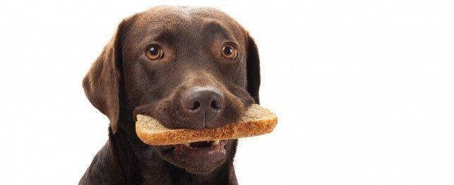 My Dog Just Ate A Loaf Of Bread And Some Rolls - What Should I Do? |  Petplace.Com