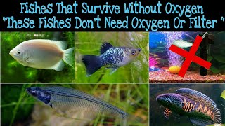 Fishes That Survive Without Oxygen, These Fishes Don'T Need Extra Oxygen In  Aquarium - Youtube