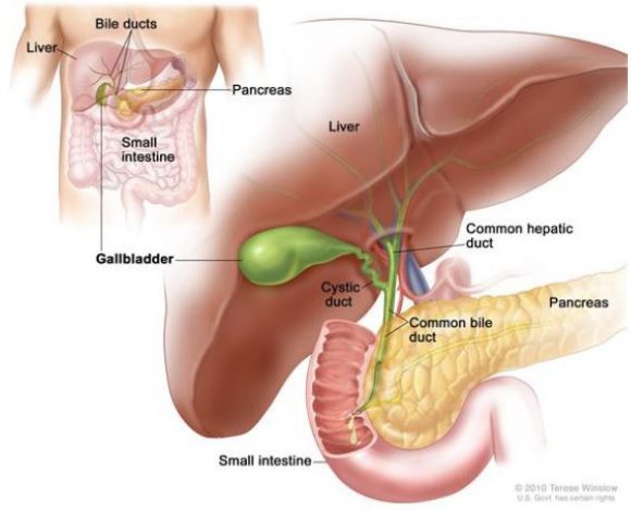 Cholecystectomy - Fv Hospital