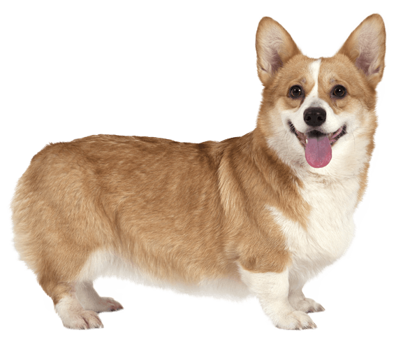 Pembroke Welsh Corgi | Dog Breed Facts And Information - Wag! Dog Walking