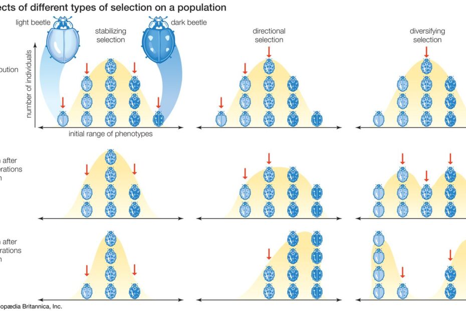 Evolution - Natural, Sexual, Artificial | Britannica