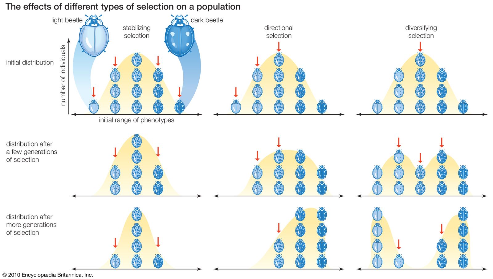 Evolution - Natural, Sexual, Artificial | Britannica