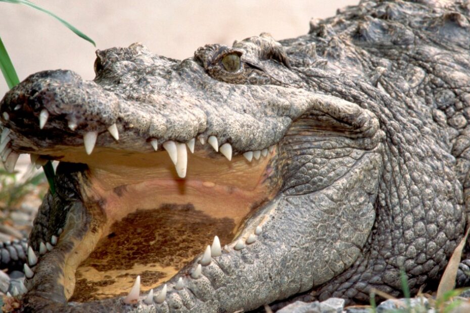 Can A Crocodile Stick Out Its Tongue? Odd Difference Between Alligators And  Crocs | Metro News