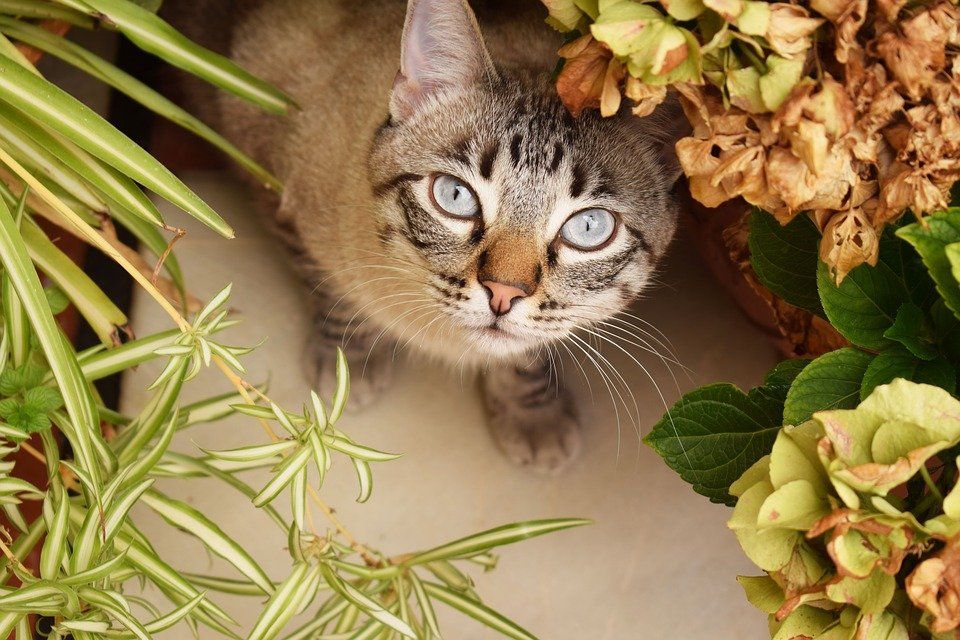 Top 10 Houseplants Poisonous To Cats: Everything You Need To Know