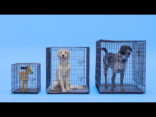 Dog Crate Size: What Size Dog Crate Is Best? | Chewy - Youtube