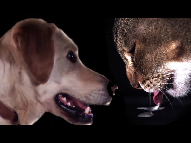 Cats Vs Dogs In Slow Motion | Slo Mo #5 | Earth Unplugged - Youtube