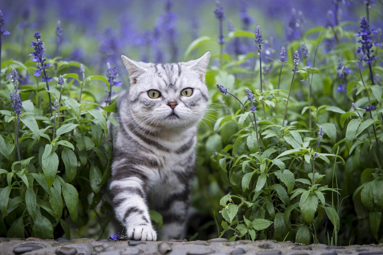 Is Lavender Safe For Cats? | Dutch