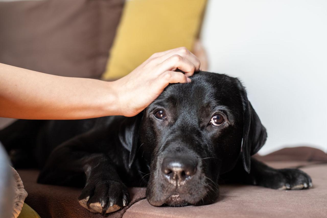 11 Things Humans Do That Dogs Hate