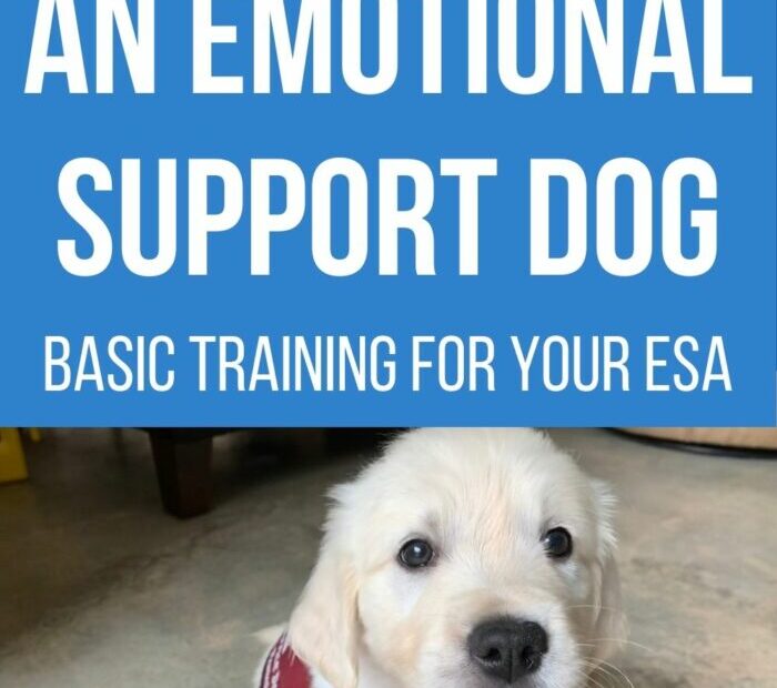 How To Train An Emotional Support Dog: The Basics