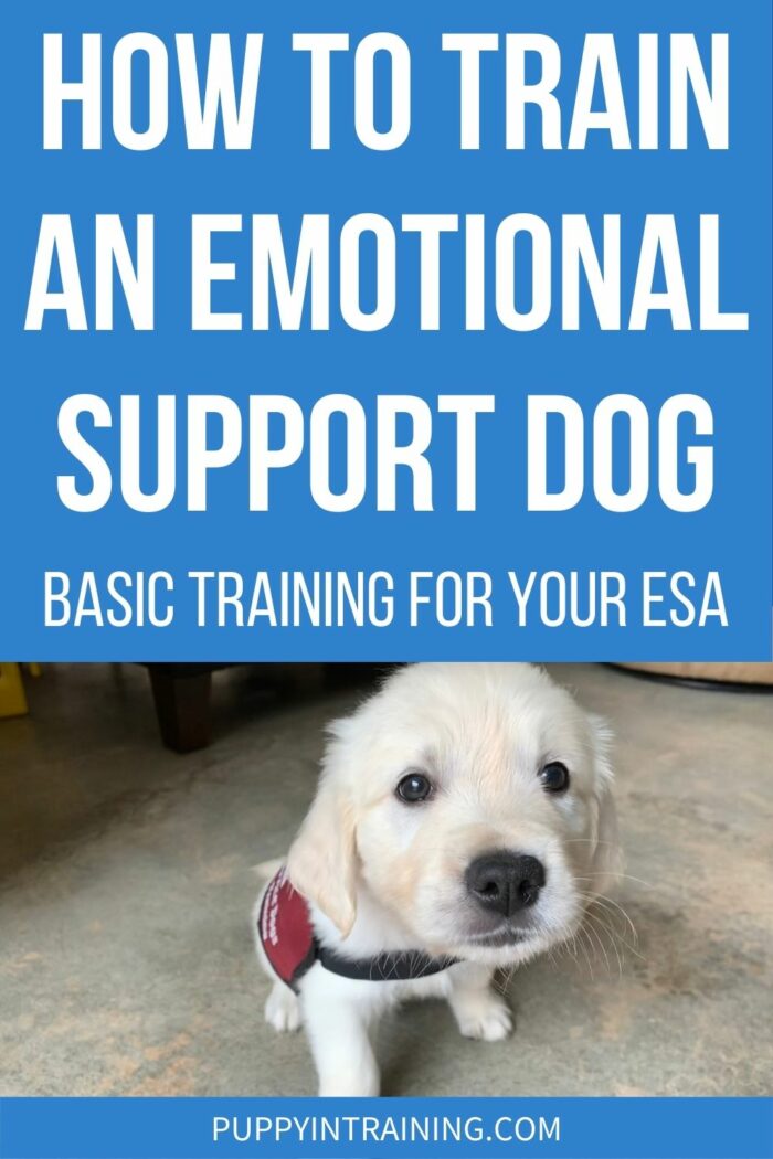 How To Train An Emotional Support Dog: The Basics