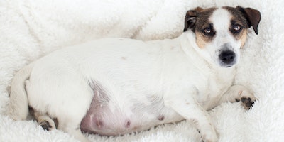 What To Feed A Pregnant Dog | Purina