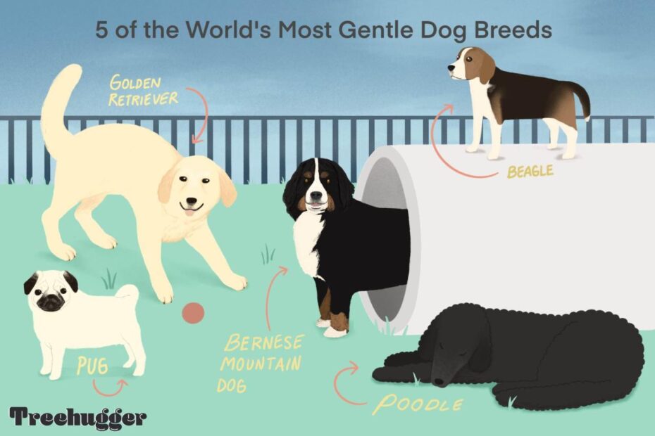 13 Of The World'S Most Gentle Dog Breeds