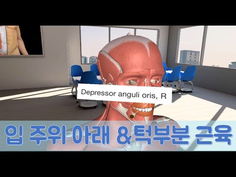 얼굴근육3 : 입 주위 아래쪽 및 턱부분 근육_입꼬리내림근(구각하제근) 등 4개 근육