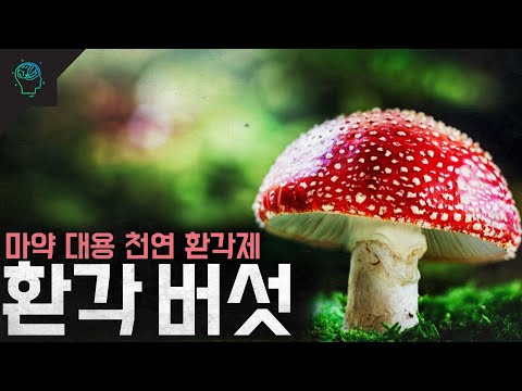 합법화 추진중? 환각 버섯