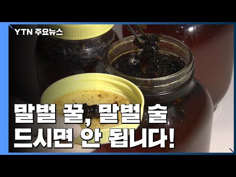 신경통에 좋다고요?...'말벌 꿀', '말벌 술' 드시면 안 됩니다 / YTN