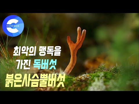 죽음의 문턱에서 살아돌아온 노부부의 생생 증언. 영지버섯 구별법