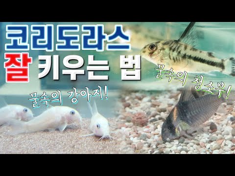 코리도라스 키우기! 먹이, 번식, 산란, 바닥재, 사육 방법 꿀팁!